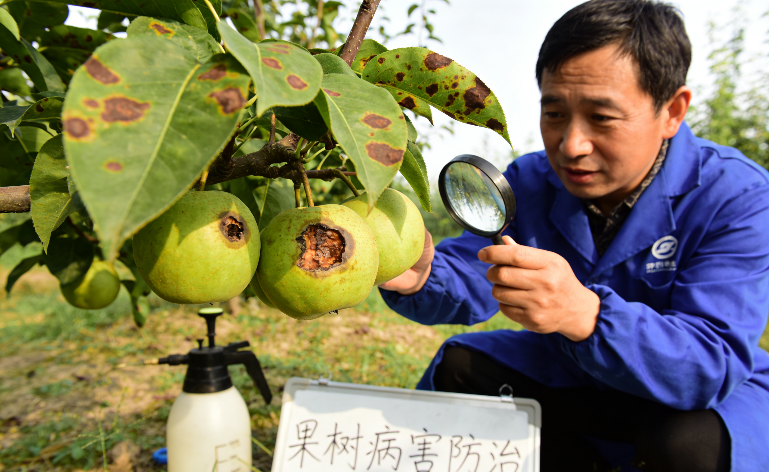 果树病害防治